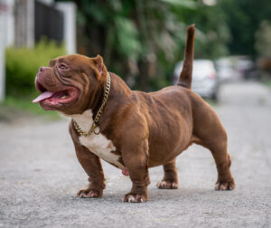 Read more about the article Specializing in Micro Bullies: The Big Bag Bullies Difference