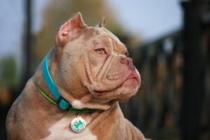 Read more about the article The Ultimate Guide to American Bullies: History, Traits, and Care