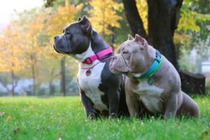 Read more about the article American Bully Care Tips from the Experts at Big Bag Bullies