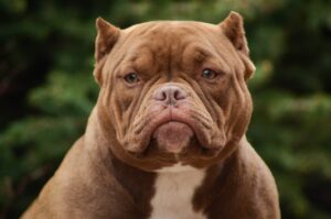 Read more about the article The Evolution of American Bully Pedigrees: From Foundation Dogs to Modern Lines